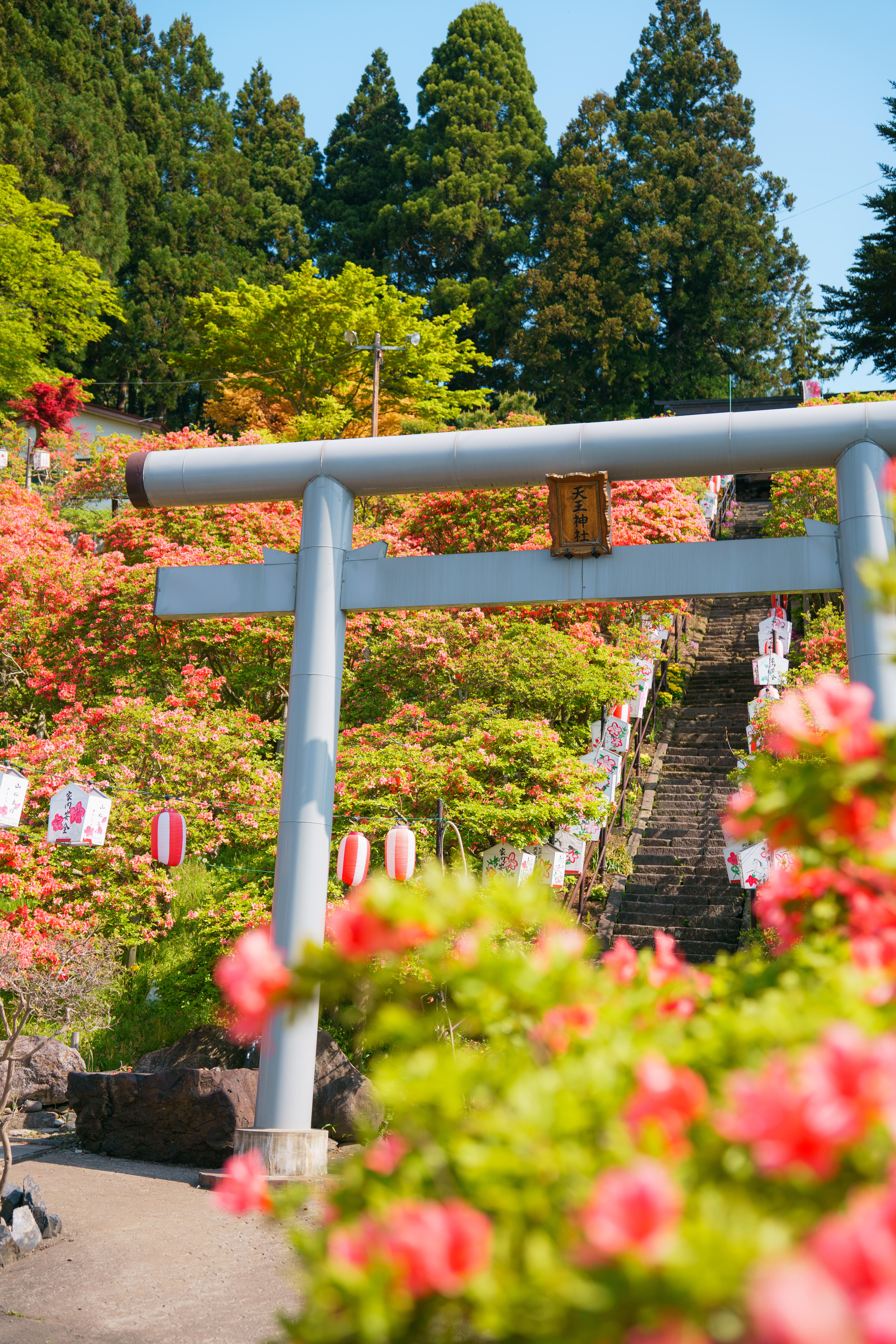 つつじの名所・天王神社　咲き誇る500本の山つつじのイメージ